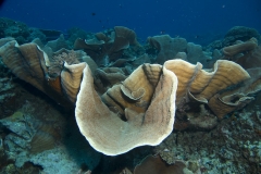 banda-sea-105